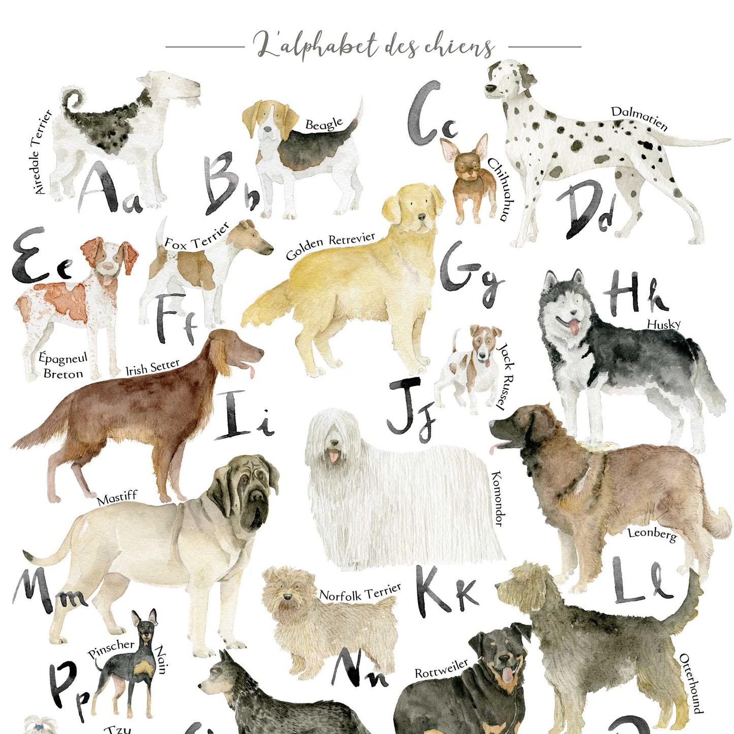 Alphabet illustré des chiens : Une Affiche élégante et éducative pour les amoureux des chiens