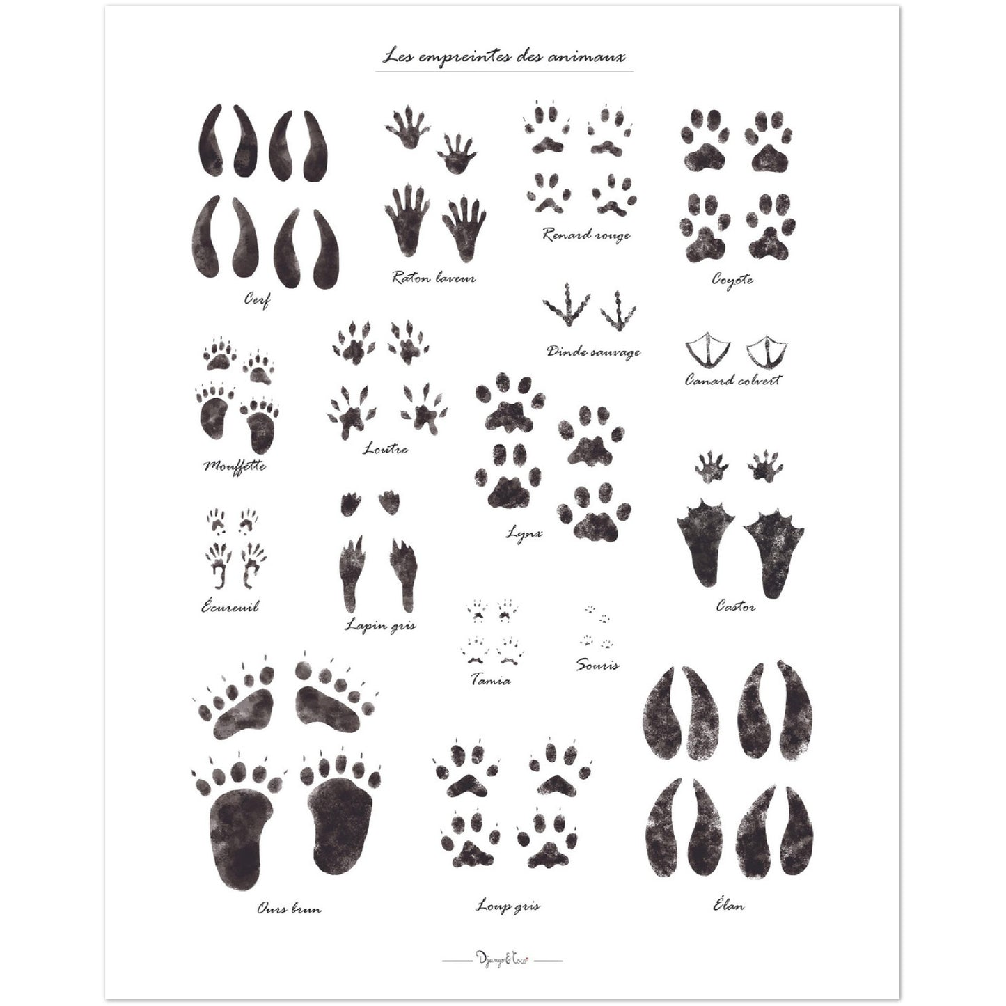 animal footprints